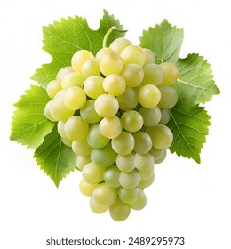 畅享囧次元官网在线观看，体验无限精彩动漫世界