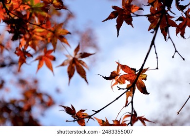 红杏视频打扑克免费看，畅享无限乐趣与刺激